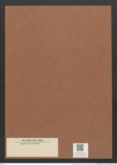 Homoeocladia sp. (de-Toni-Nr.: Genus 48) Zeichnungen Sammlung Grunow Mappe 02398 (Herbarium_W_Grunow_drawings_Folder_02398)